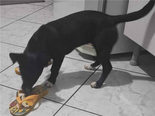Cachorro cão para adoção Fêmea Pequeno 2 a 6 meses 