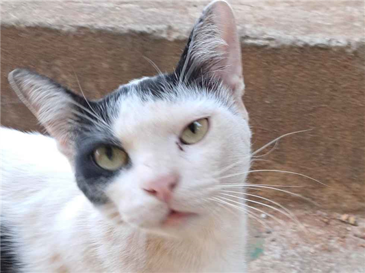 Gato para adoção Macho Pequeno 7 a 11 meses