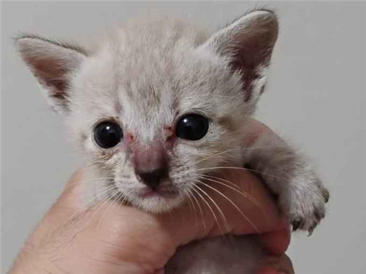 Gato para adoção Macho Pequeno Abaixo de 2 meses