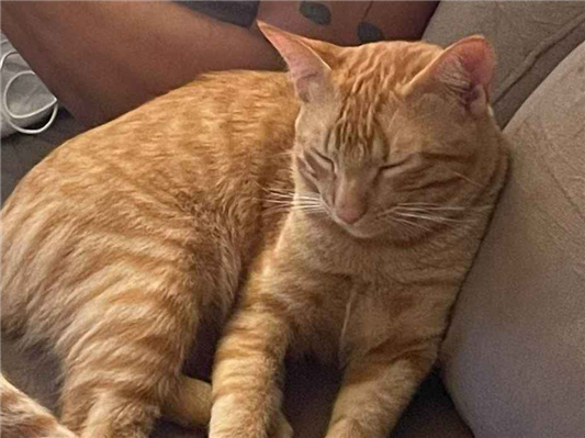 Gato para adoção Macho Médio 1 ano