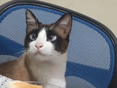 Gato SRD-ViraLata Medio 2-anos