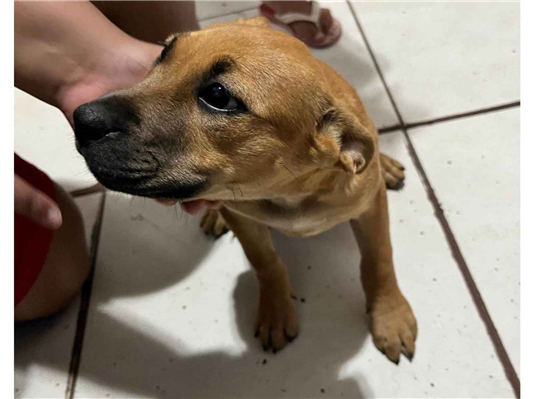 Cachorro cão para adoção Fêmea Pequeno 2 a 6 meses 