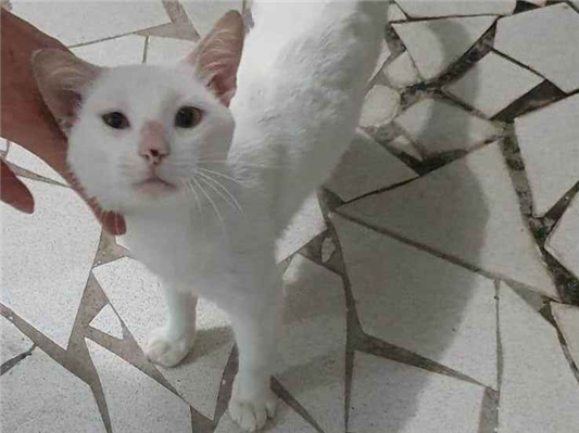 Gato para adoção Macho Médio 3 anos