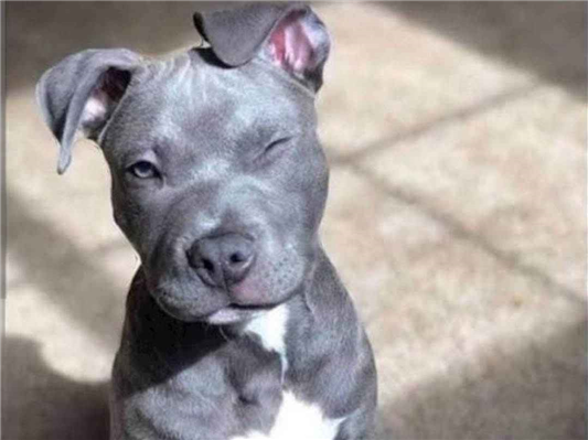 Cachorro cão para adoção Fêmea Médio  1 ano 