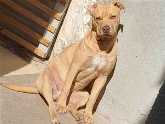 Cachorro cão para adoção Macho Médio  7 a 11 meses 