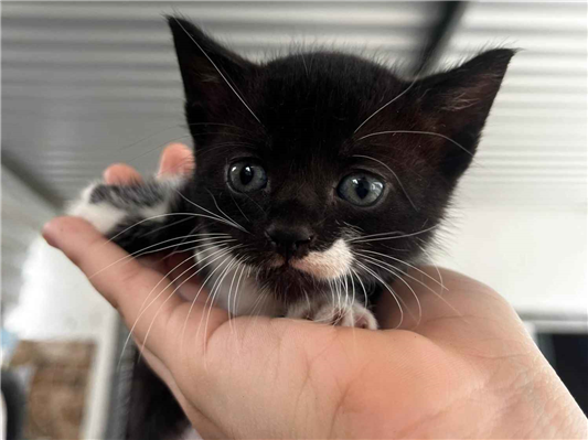 Gato para adoção Fêmea Médio Abaixo de 2 meses