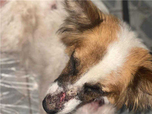 Cachorro cão para adoção Fêmea Médio  4 anos 