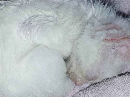 Gato para adoção Fêmea Médio Abaixo de 2 meses