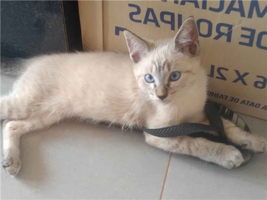 Gato para adoção Fêmea Médio 2 anos
