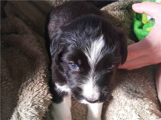 Cachorro cão para adoção Macho Médio  Abaixo de 2 meses 