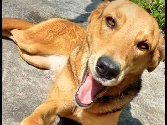 Cachorro cão para adoção Fêmea Médio  5 anos 