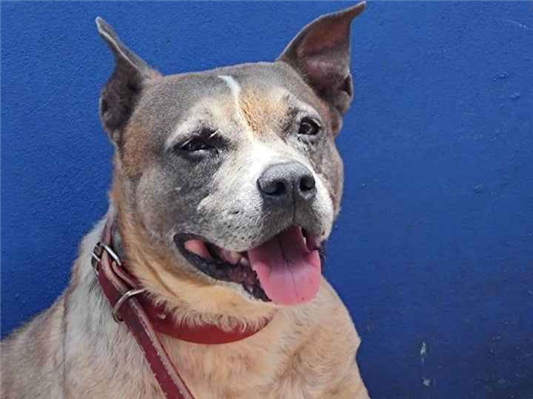 Cachorro cão para adoção Macho Médio  6 anos Acima 