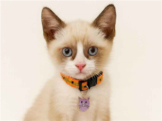 Gato para adoção Fêmea Pequeno Abaixo de 2 meses