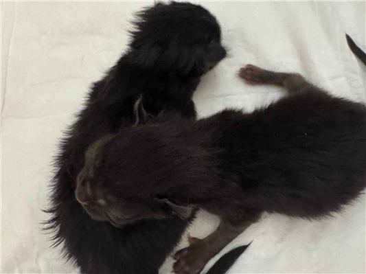 Gato para adoção Ambos Pequeno Abaixo de 2 meses