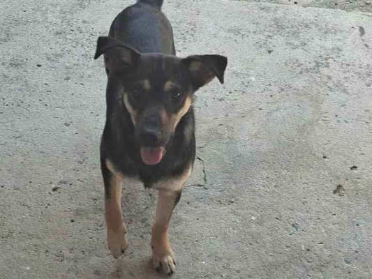 Cachorro cão para adoção Macho Médio  7 a 11 meses 