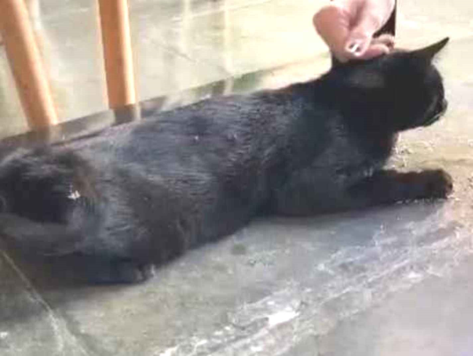 Gato Procura-Perdido Macho Médio 2 anos 