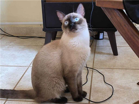 Gato para adoção Macho Pequeno 1 ano