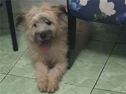 Cachorro cão para adoção Fêmea Médio  2 a 6 meses 