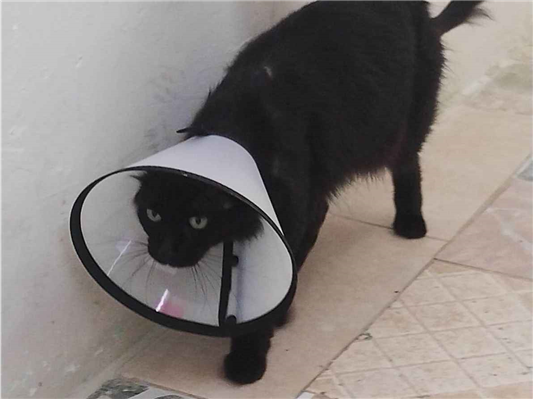 Gato para adoção Fêmea Médio 3 anos