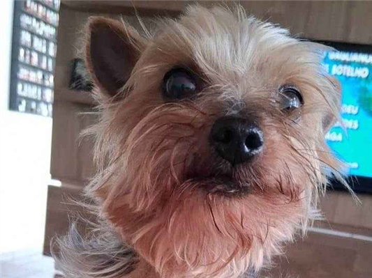 Cao Procura-Perdido Macho Pequeno 6 anos Acima 
