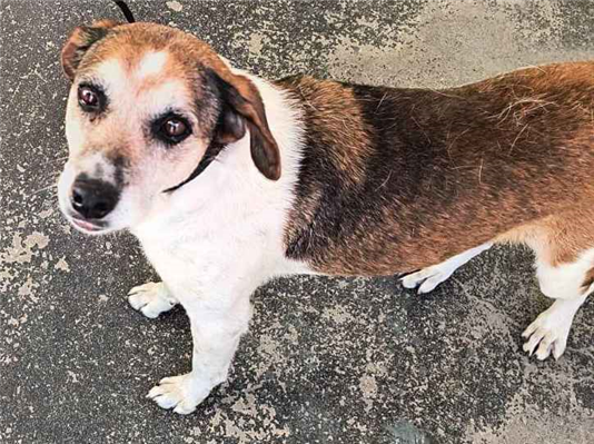 Cachorro cão para adoção Fêmea Médio  3 anos 