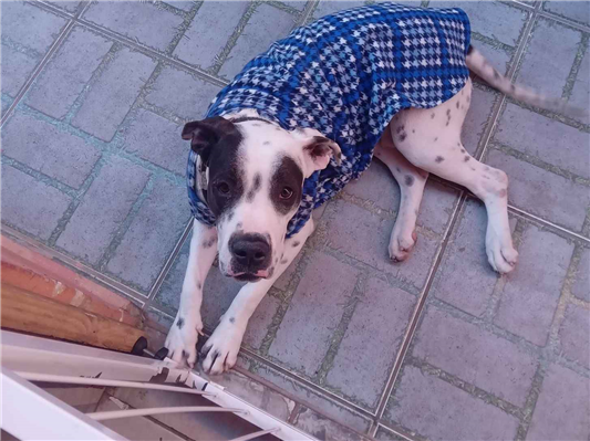 Cachorro cão para adoção Macho Grande 1 ano 