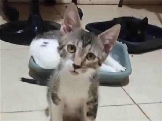 Gato para adoção Macho Pequeno 2 a 6 meses