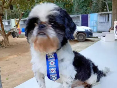 Cao Shitzu Pequeno 2-anos