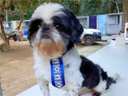 Cachorro cão para adoção Macho Pequeno 2 anos 