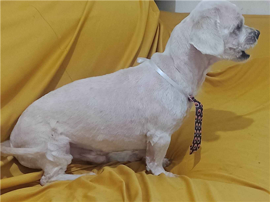 Cachorro cão para adoção Macho Pequeno 6 anos Acima 