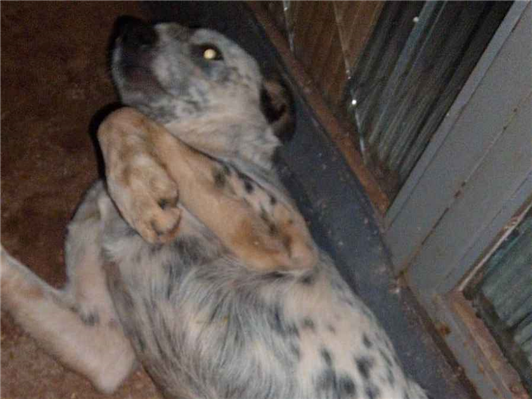Cachorro cão para adoção Macho Médio  7 a 11 meses 