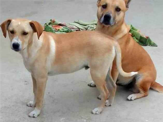 Cachorro cão para adoção Macho Médio  1 ano 