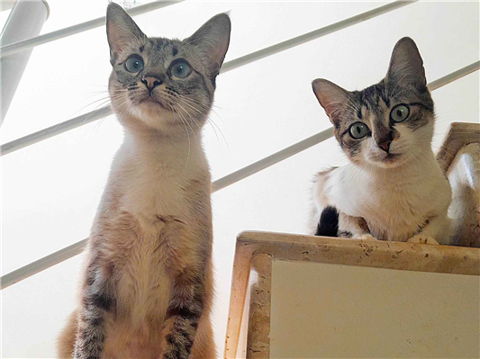 Gato para adoção Ambos Pequeno 2 anos