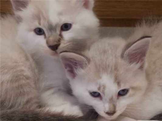 Gato para adoção Ambos Pequeno Abaixo de 2 meses
