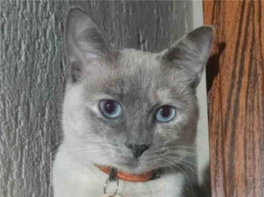 Gato Procura-Perdido Fêmea Pequeno 2 anos 