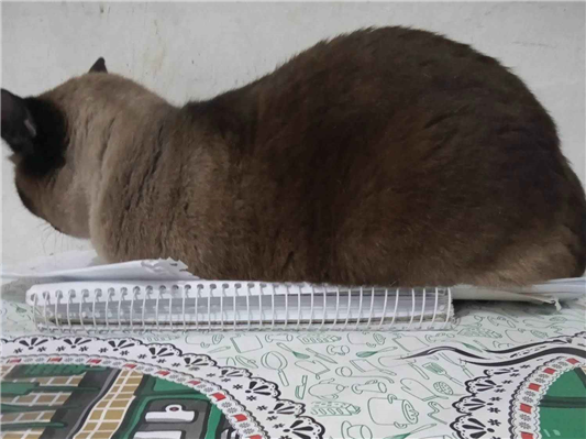 Gato para adoção Fêmea Médio 4 anos