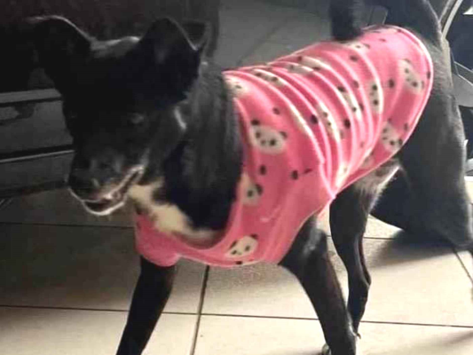 Cachorro cão para adoção Fêmea Médio  2 anos 