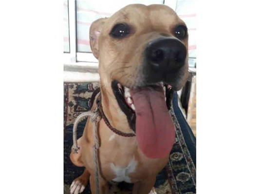 Cachorro cão para adoção Fêmea Grande 5 anos 