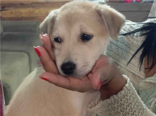 Cachorro cão para adoção Macho Médio  7 a 11 meses 