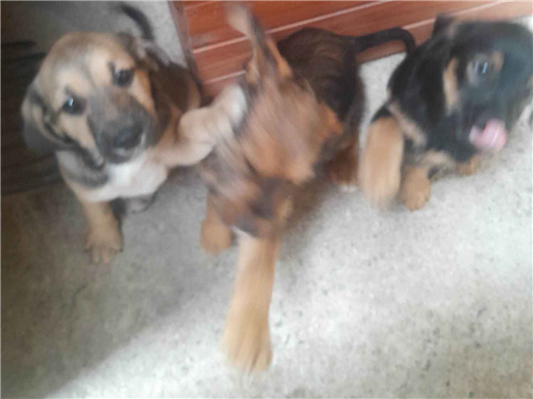 Cachorro cão para adoção Ambos Pequeno 2 a 6 meses 