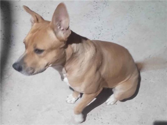 Cachorro cão para adoção Fêmea Médio  1 ano 
