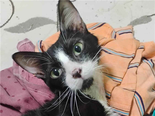 Gato para adoção Macho Grande 1 ano