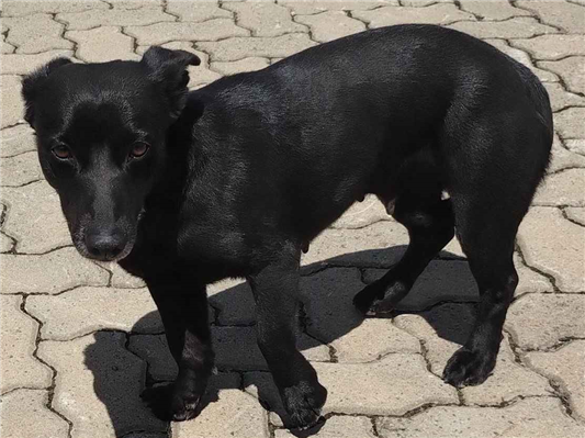 Cachorro cão para adoção Ambos Médio  1 ano 
