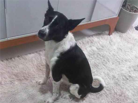 Cachorro cão para adoção Macho Médio  3 anos 