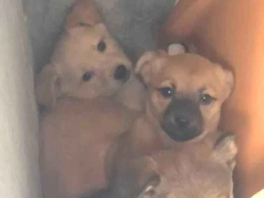 Cachorro cão para adoção Ambos Médio  2 a 6 meses 