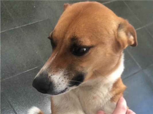 Cachorro cão para adoção Fêmea Pequeno 2 anos 