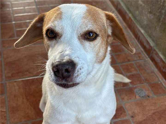 Cachorro cão para adoção Macho Médio  6 anos Acima 