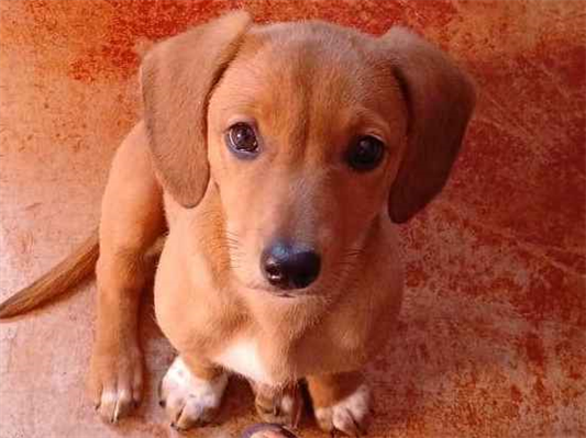 Cachorro cão para adoção Fêmea Pequeno 2 a 6 meses 