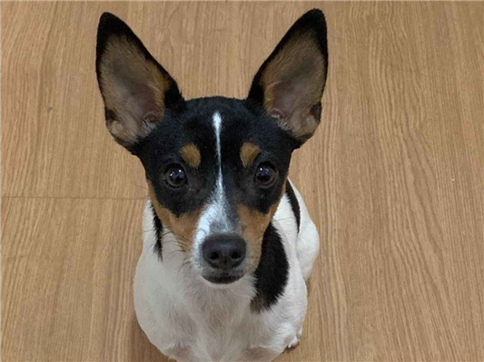 Cachorro cão para adoção Fêmea Pequeno 7 a 11 meses 