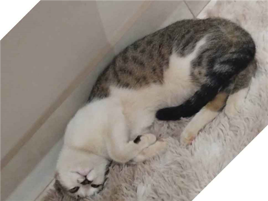 Gato - Macho Médio2 a 6 meses